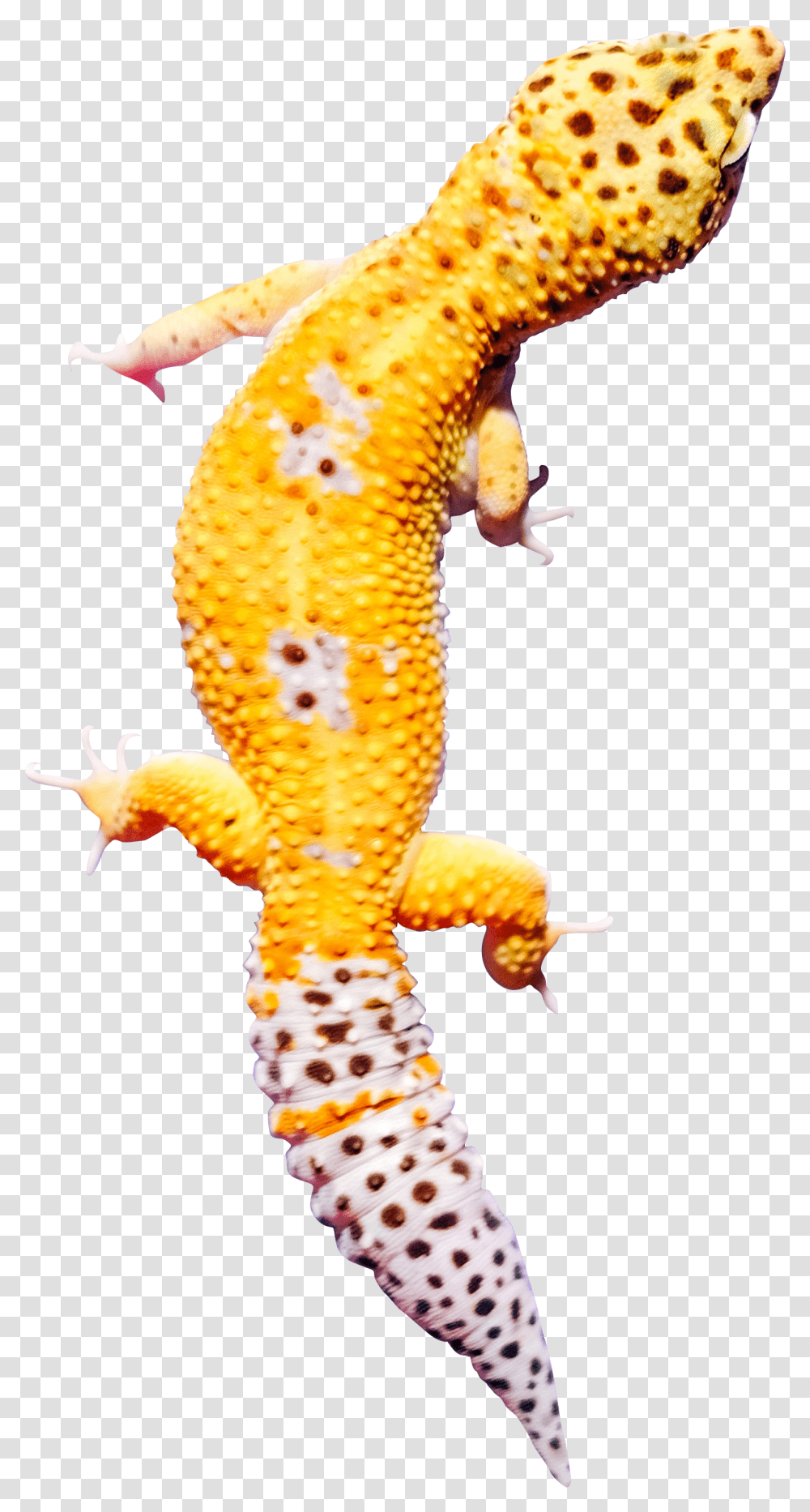 Yellow Gecko Malayalam, Lizard, Reptile, Animal, Sea Life Transparent Png