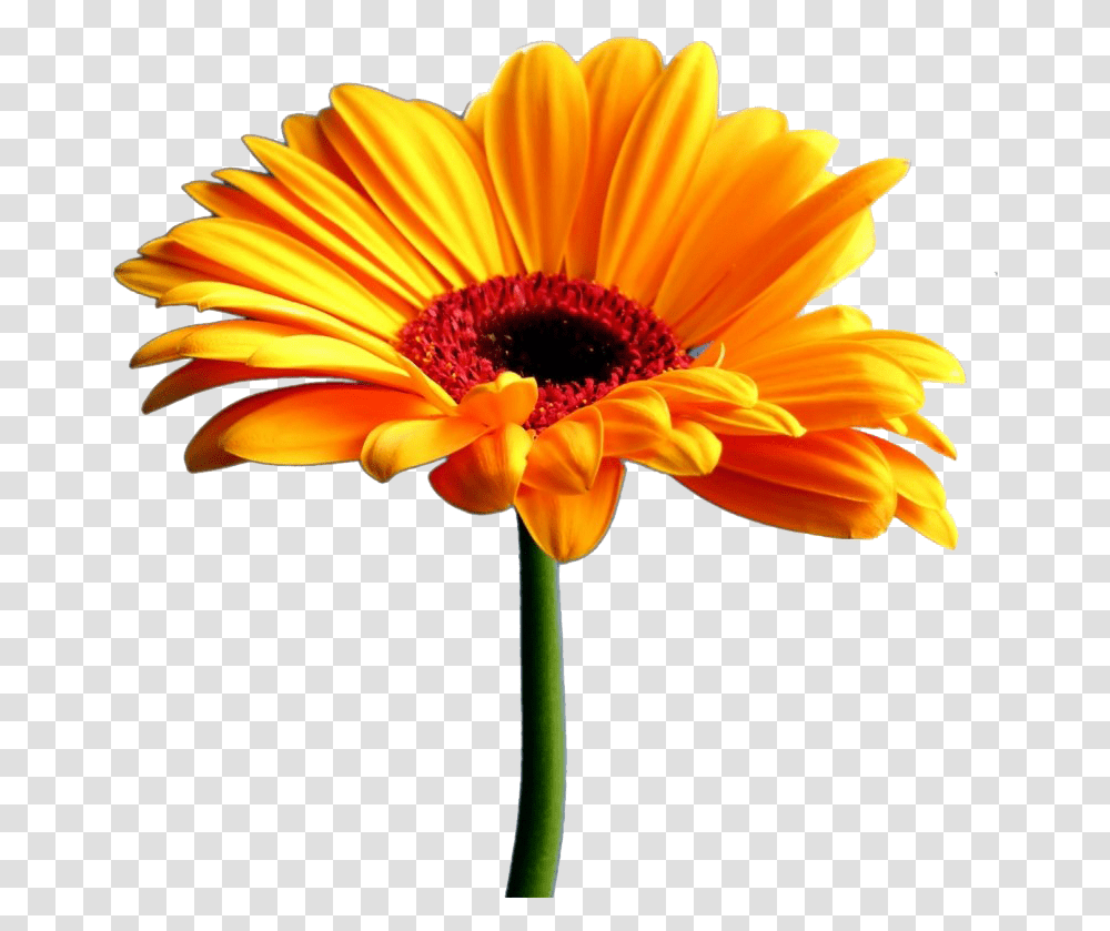 Yellow Gerbera Image Quotes Thank You Husband, Plant, Flower, Blossom, Petal Transparent Png