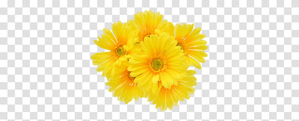 Yellow Gerberas Stickpng Yellow Flower, Plant, Blossom, Daisy, Daisies Transparent Png
