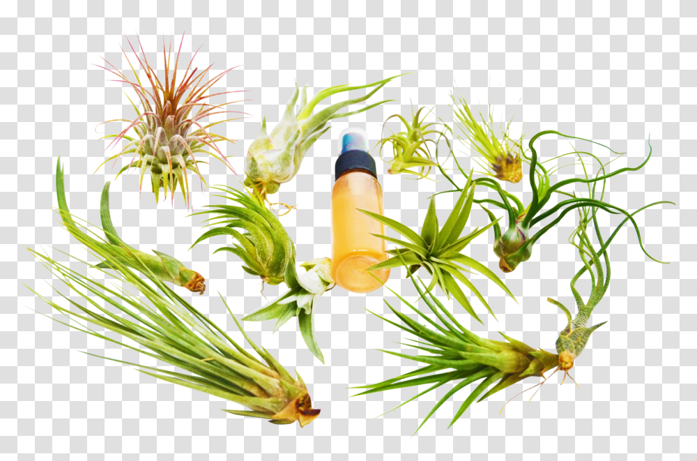 Yellow Grass Tillandsia, Plant, Pollen, Flower, Anther Transparent Png