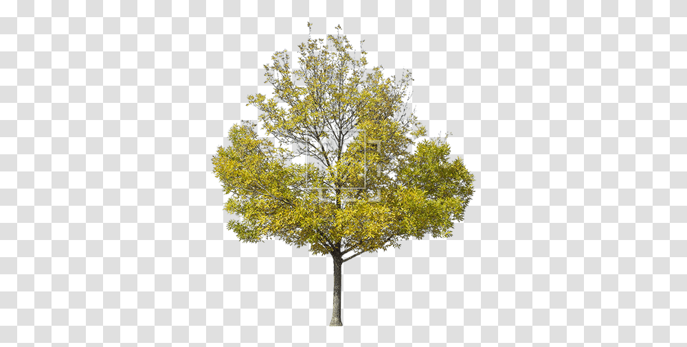 Yellow Green Tree Yellow Tree Photoshop, Plant, Maple, Conifer, Tree Trunk Transparent Png