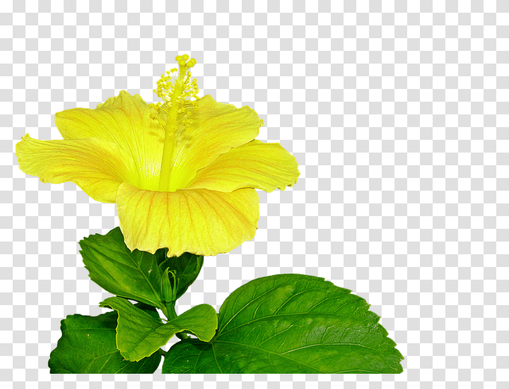 Yellow Hibiscus 960, Flower, Plant, Blossom, Leaf Transparent Png