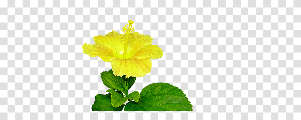Yellow Hibiscus Nature, Plant, Flower, Blossom Transparent Png