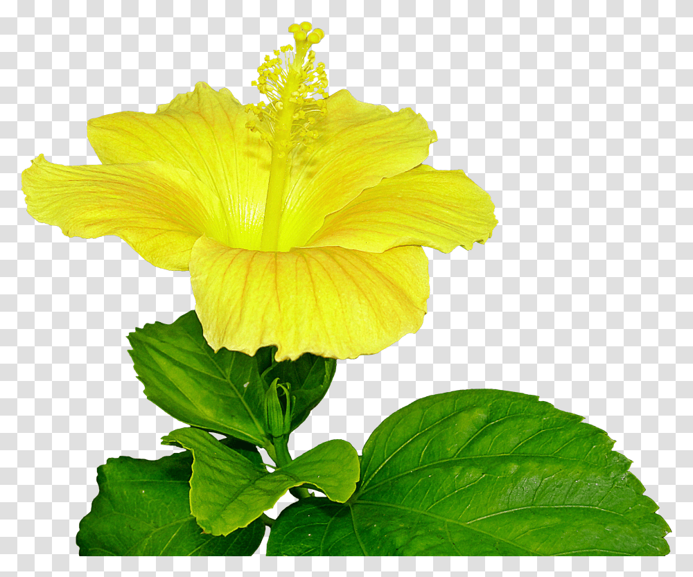 Yellow Hibiscus Clipart Pistil Transparent Png