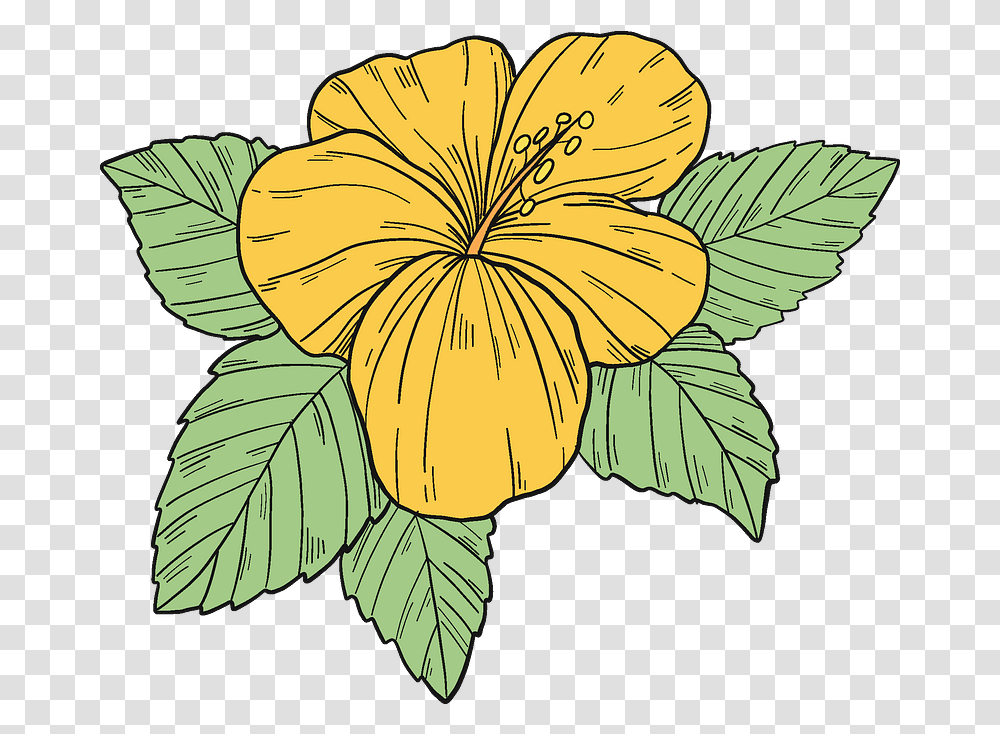 Yellow Hibiscus Flower Clipart Free Download Hawaiian Hibiscus, Plant, Blossom, Leaf, Petal Transparent Png