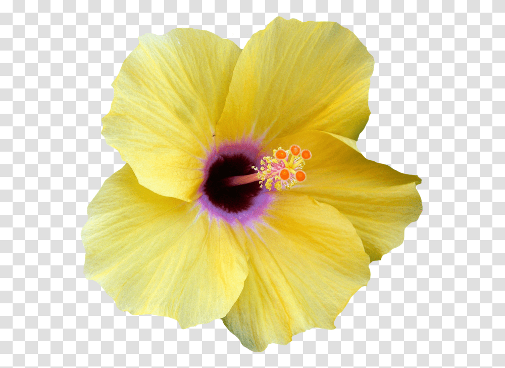 Yellow Hibiscus Flower, Plant, Blossom, Honey Bee, Insect Transparent Png
