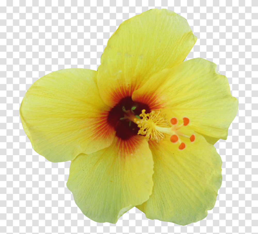 Yellow Hibiscus Hawaiian Hibiscus Flower Background, Plant, Blossom, Pollen, Geranium Transparent Png