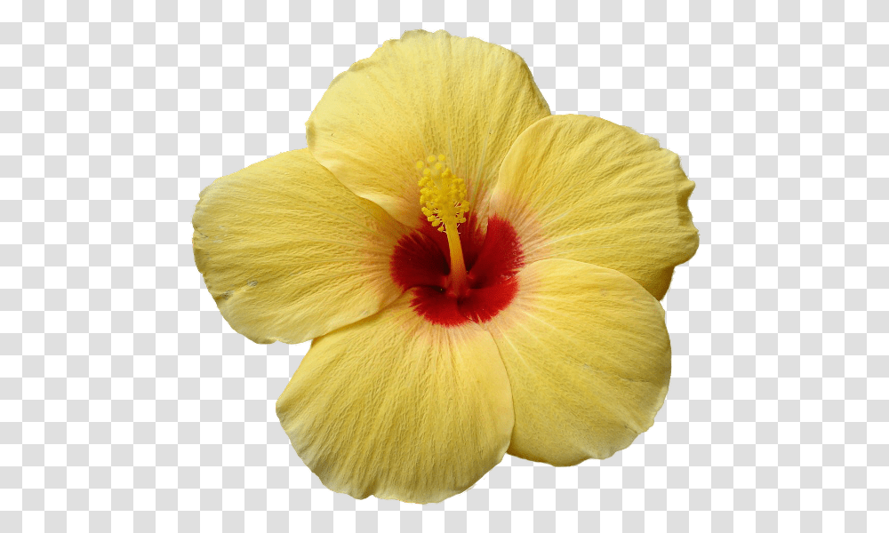 Yellow Hibiscus, Plant, Flower, Blossom, Fungus Transparent Png