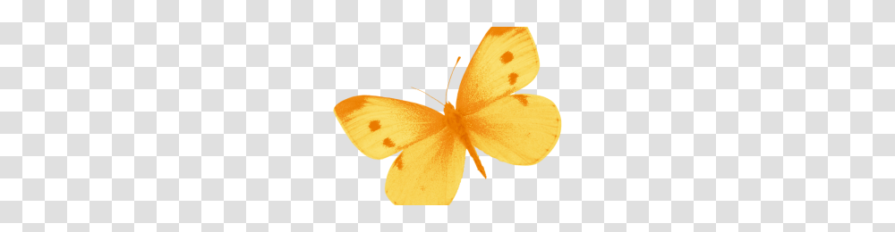 Yellow Image, Plant, Anther, Flower, Blossom Transparent Png