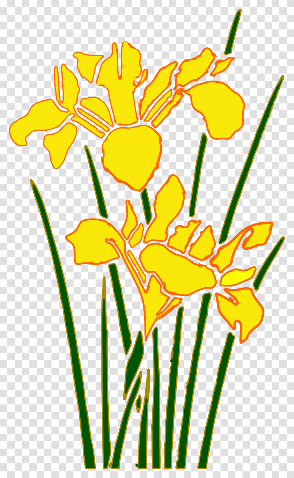 Yellow Iris Flower Cartoon, Plant, Blossom, Petal, Daffodil Transparent Png