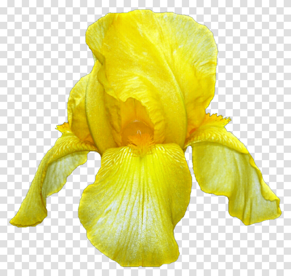 Yellow Iris Stickpng Yellow Iris, Flower, Plant, Blossom, Petal Transparent Png
