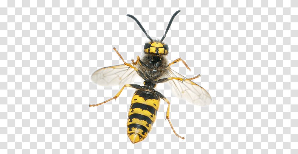 Yellow Jacket Bee And Wasp Side By Side, Insect, Invertebrate, Animal, Andrena Transparent Png