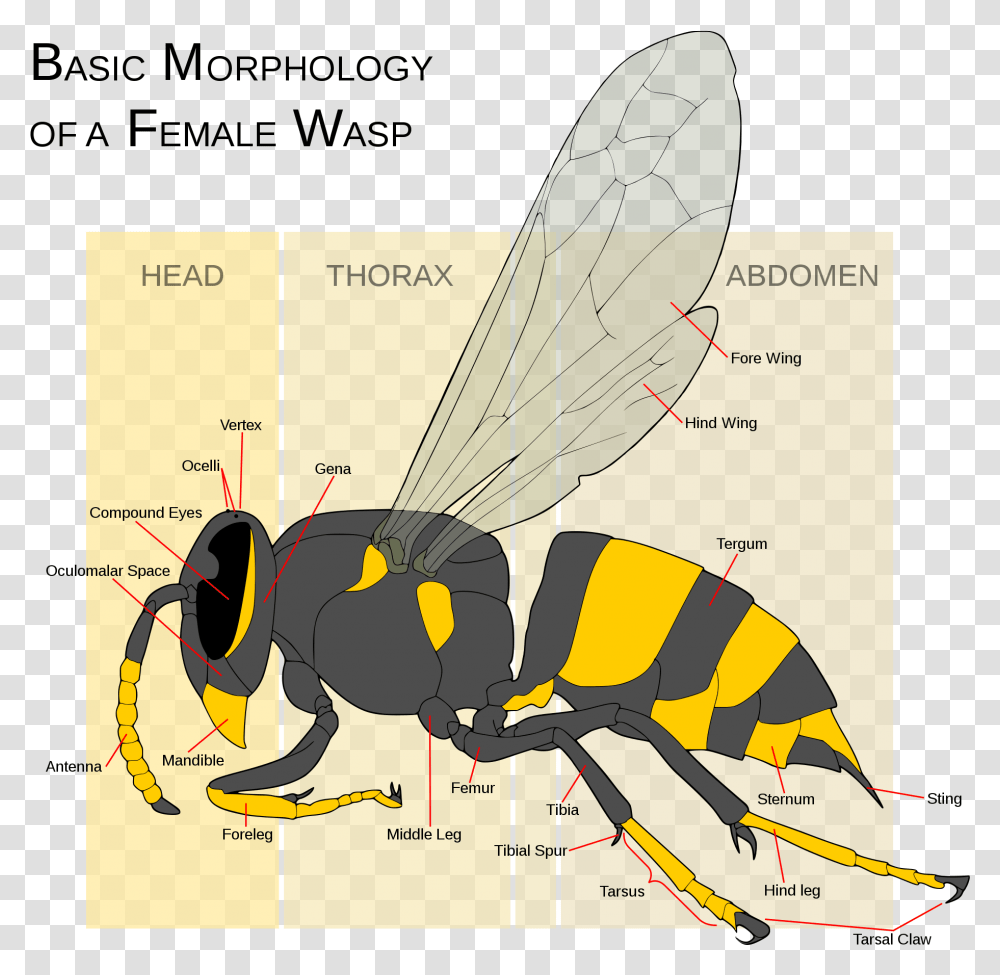 Yellow Jacket Vs Wasp Vs Hornet, Insect, Invertebrate, Animal, Bee Transparent Png