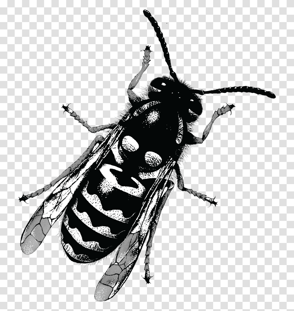 Yellow Jacket Was Conceptualized After A Tragic Robbery Bee, Wasp, Insect, Invertebrate, Animal Transparent Png