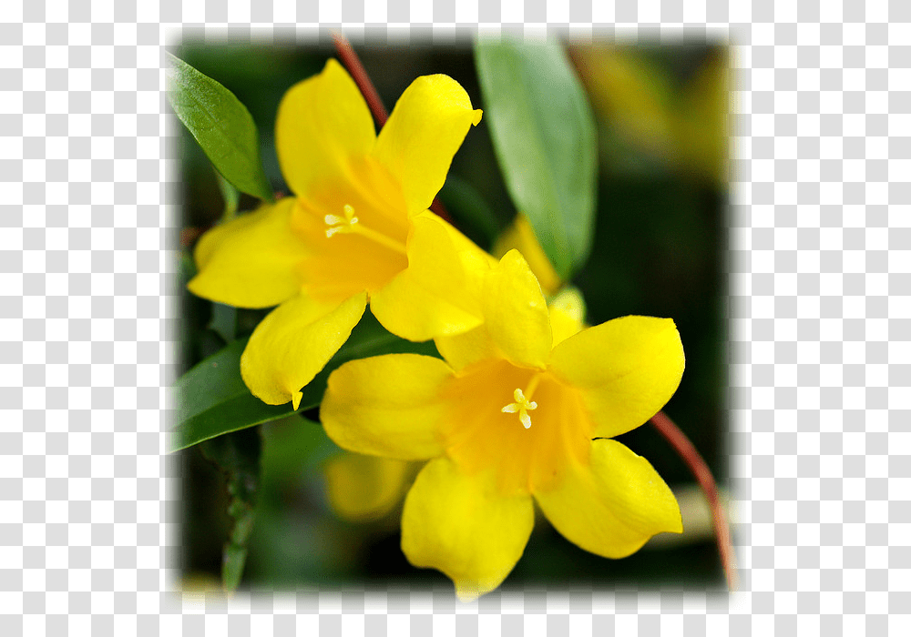 Yellow Jessamine, Plant, Flower, Blossom, Pollen Transparent Png