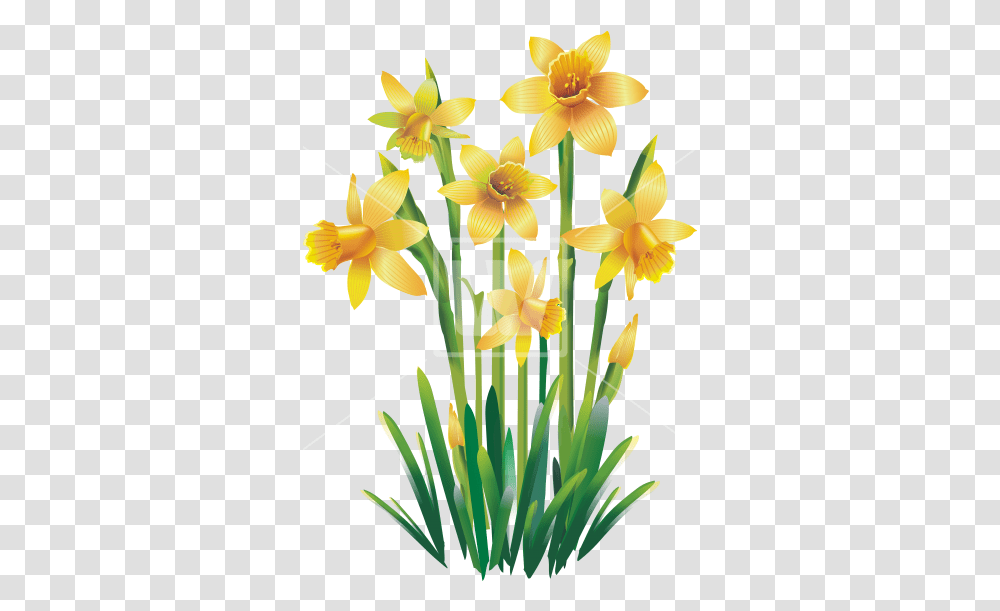 Yellow Jonquils Flower Background, Plant, Blossom, Daffodil Transparent Png