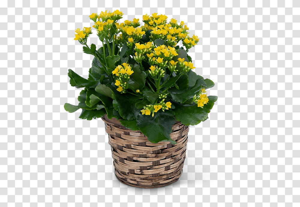 Yellow Kalanchoe Plant Lamesa Florist Green And Flower Logo, Blossom, Flower Bouquet, Flower Arrangement Transparent Png