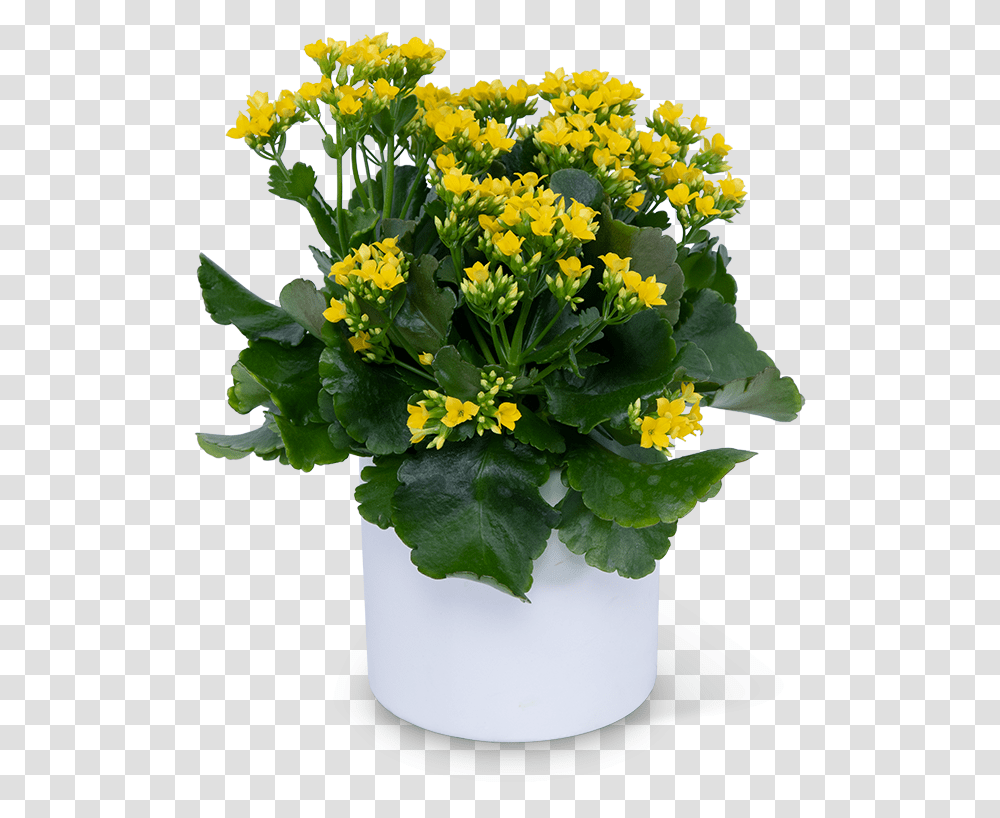 Yellow Kalanchoe Plant Lilybee Flowers Green And Flower Logo, Flower Bouquet, Flower Arrangement, Blossom Transparent Png