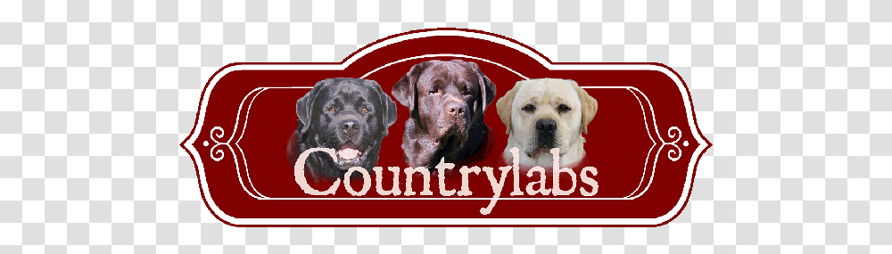 Yellow Lab Chocolate Black Dog Supply, Labrador Retriever, Pet, Canine, Animal Transparent Png