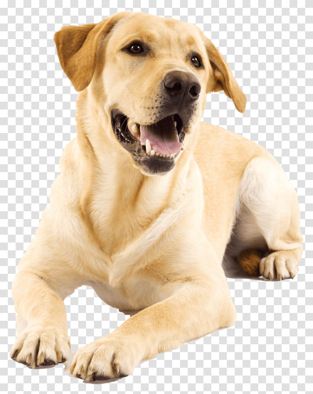 Yellow Lab, Dog, Pet, Canine, Animal Transparent Png