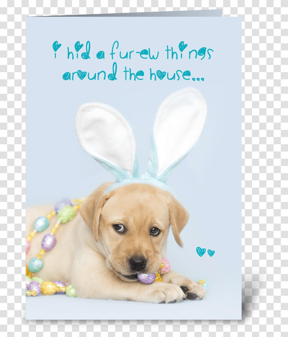 Yellow Labrador Retriever Easter Bunny Greeting Card, Canine, Mammal, Animal, Pet Transparent Png