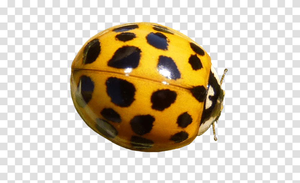 Yellow Ladybug Clipart Ladybug, Giant Panda, Bear, Wildlife, Mammal Transparent Png