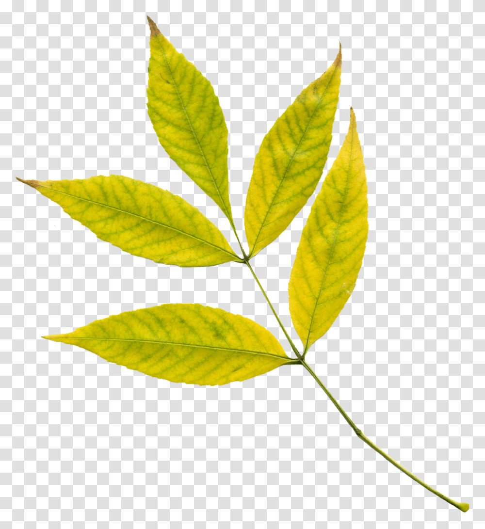 Yellow Leaf, Plant, Annonaceae, Tree, Vegetation Transparent Png