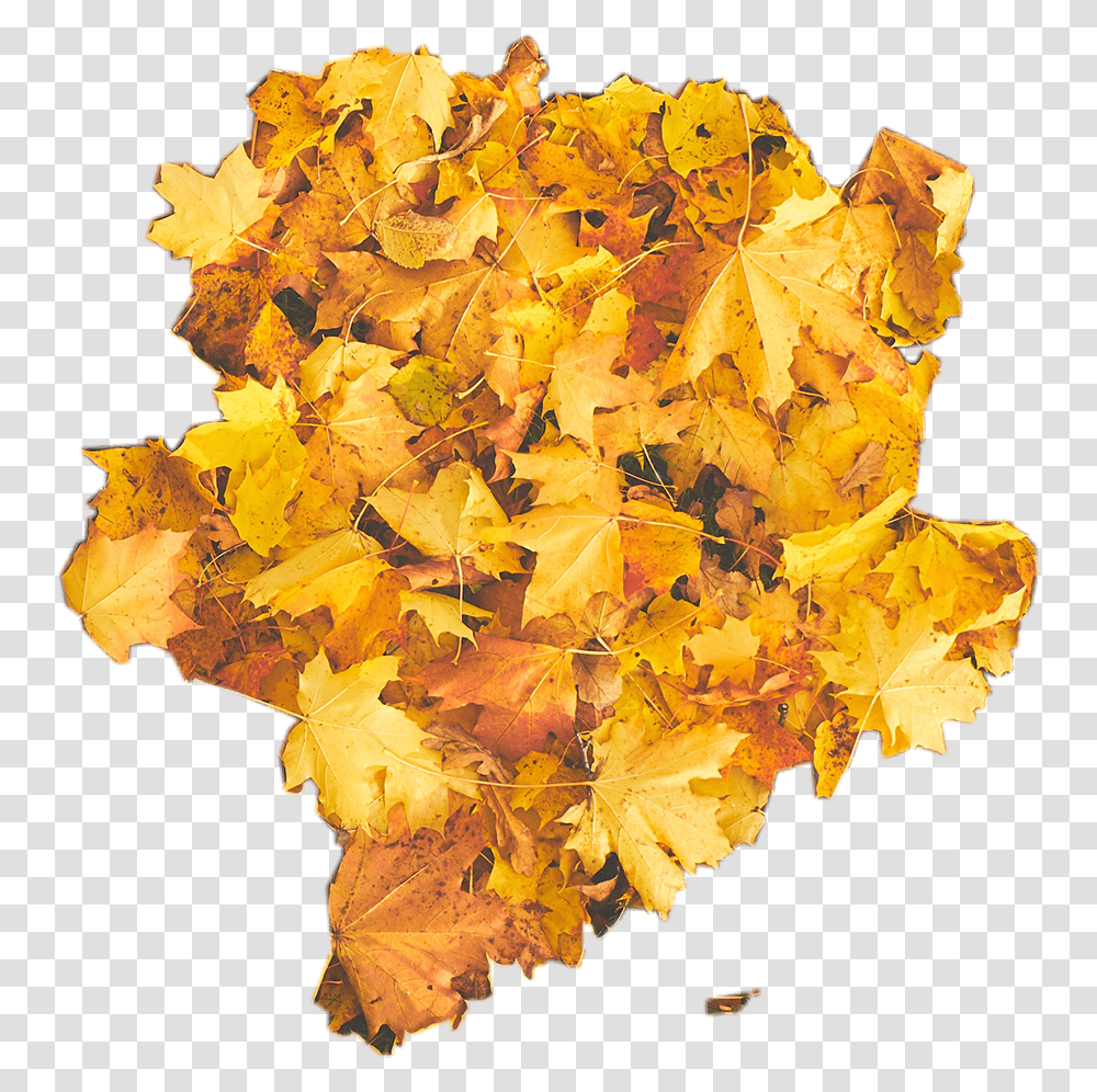 Yellow Leaf, Plant, Maple, Tree, Flower Transparent Png