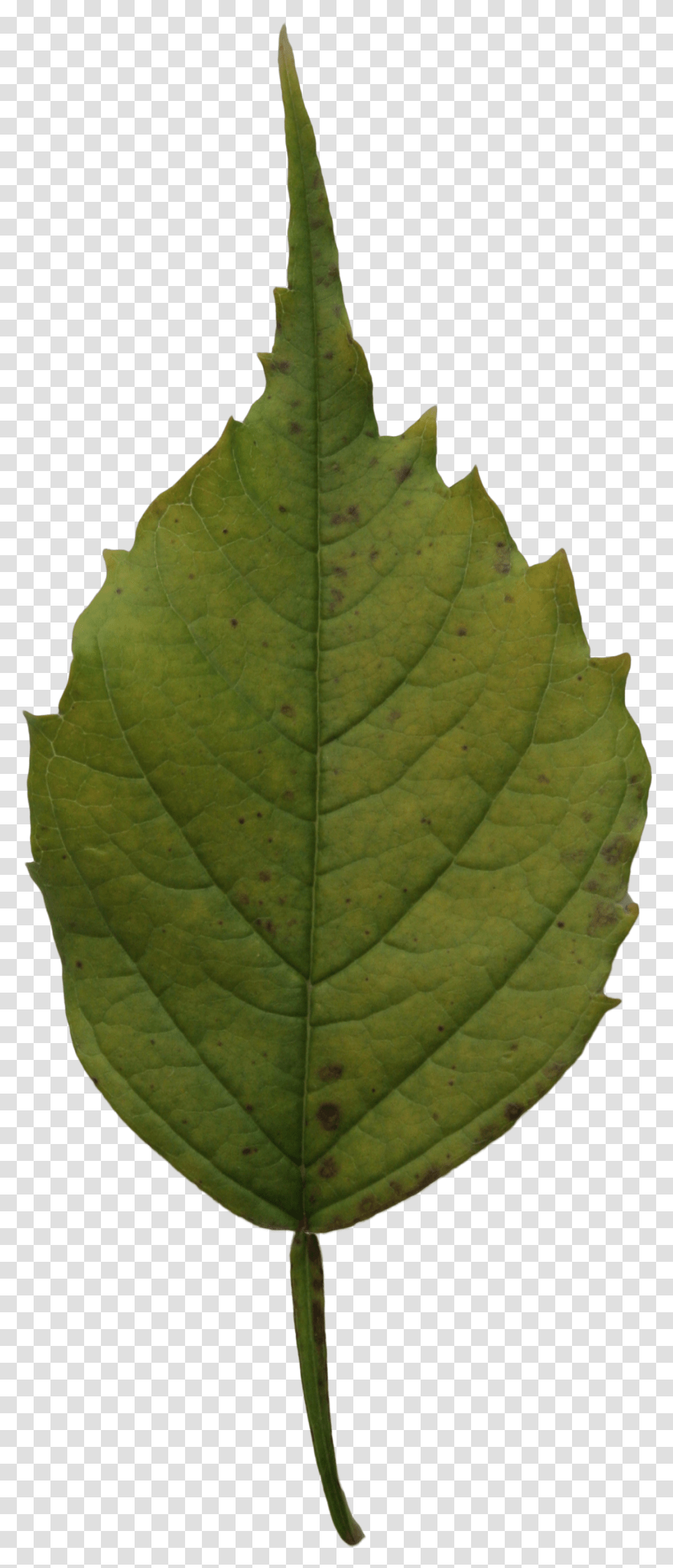 Yellow Leaf, Plant, Veins, Pineapple, Fruit Transparent Png