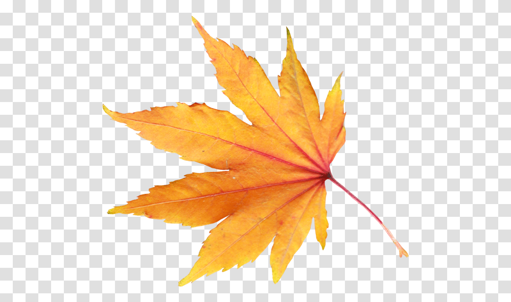 Yellow Leaves Autumn Spring Winter Seasons Leaf, Plant, Tree, Maple Leaf, Staircase Transparent Png