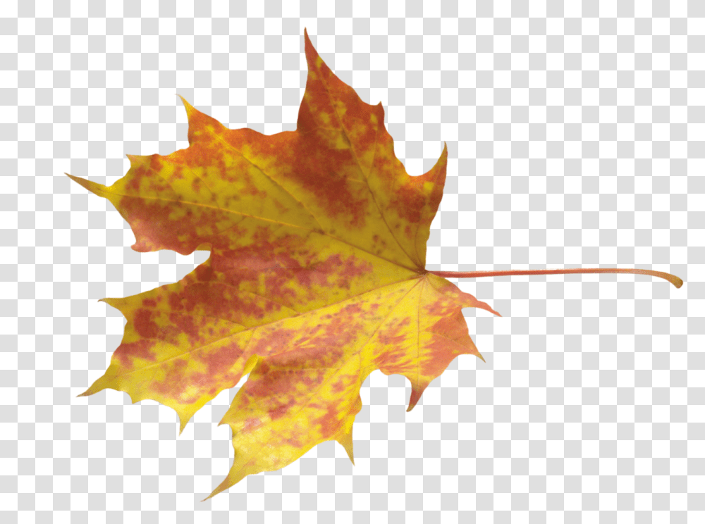 Yellow Leaves Image Falling Leaves Psd Free, Leaf, Plant, Tree, Maple Transparent Png