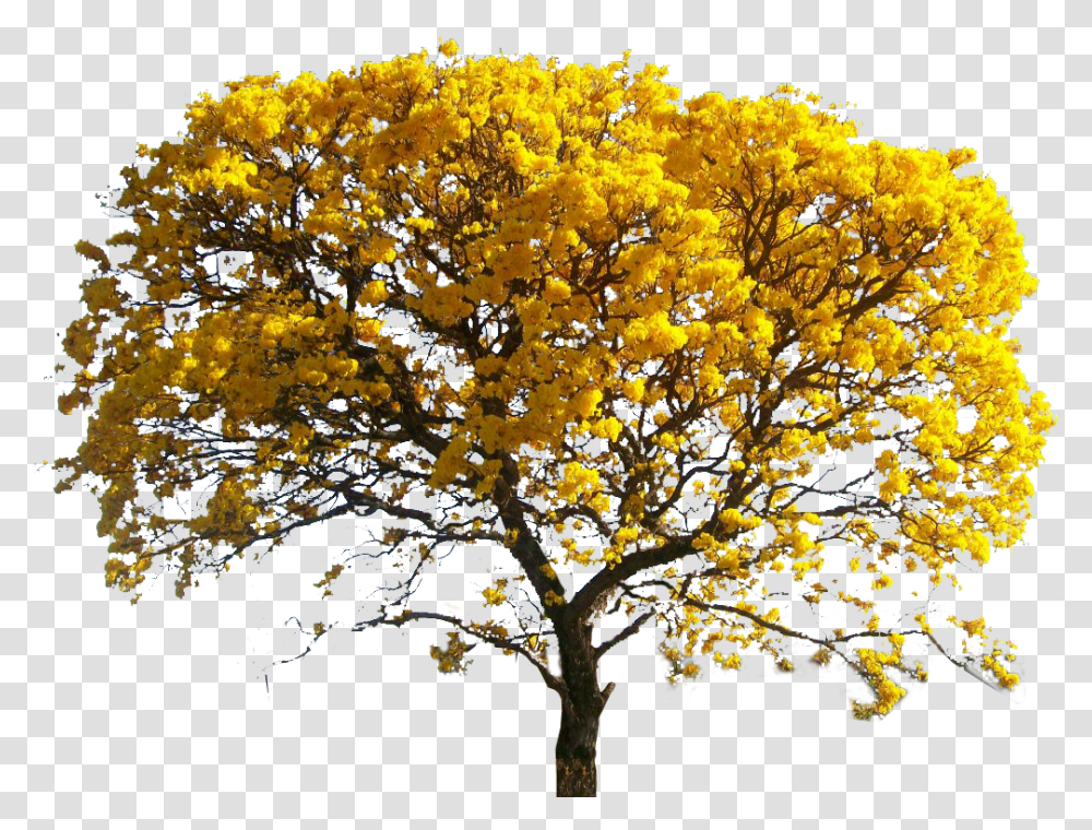 Yellow Leaves Tree, Plant, Maple, Tree Trunk, Leaf Transparent Png