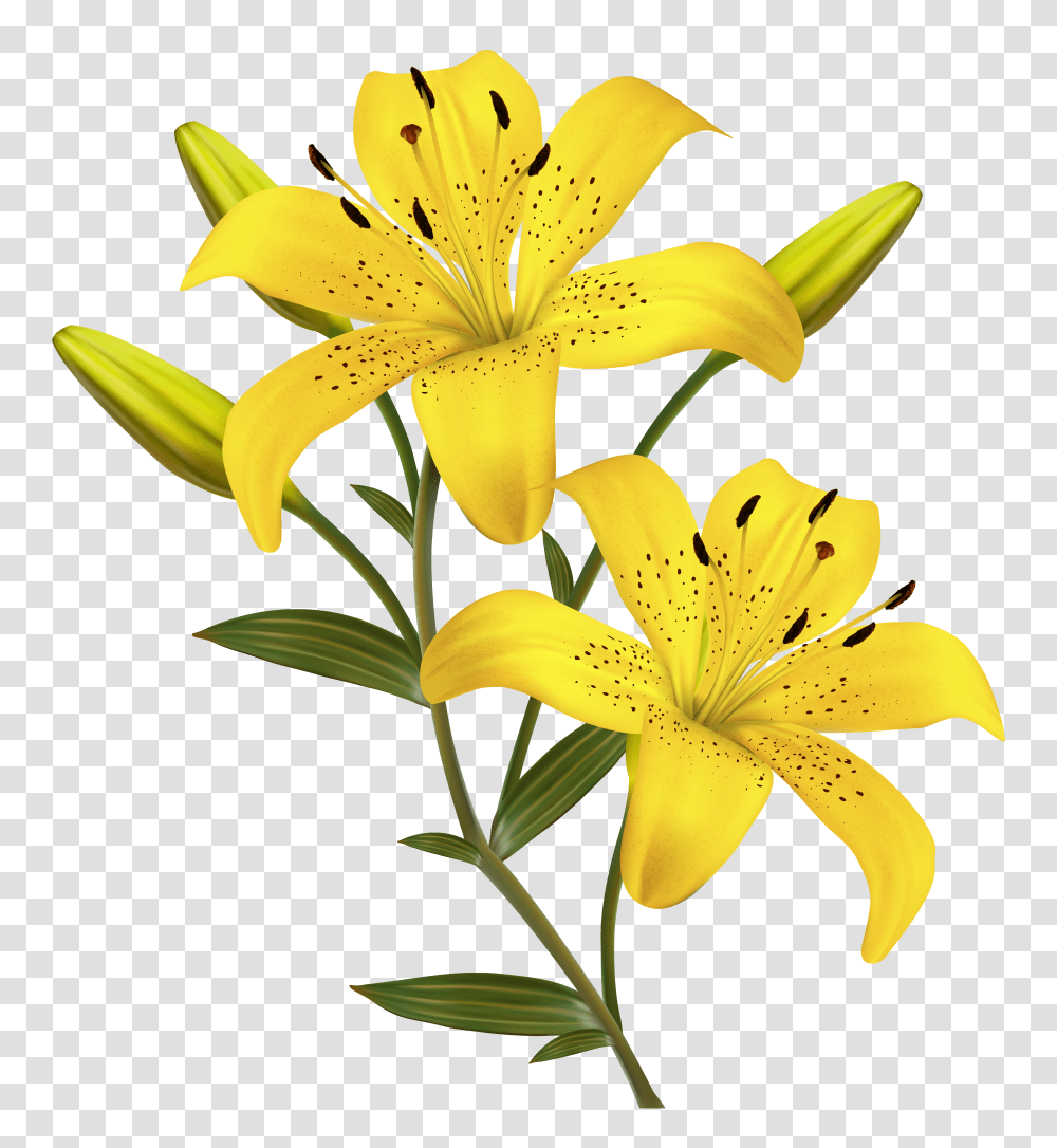 Yellow Lilies Clipart, Plant, Lily, Flower, Blossom Transparent Png