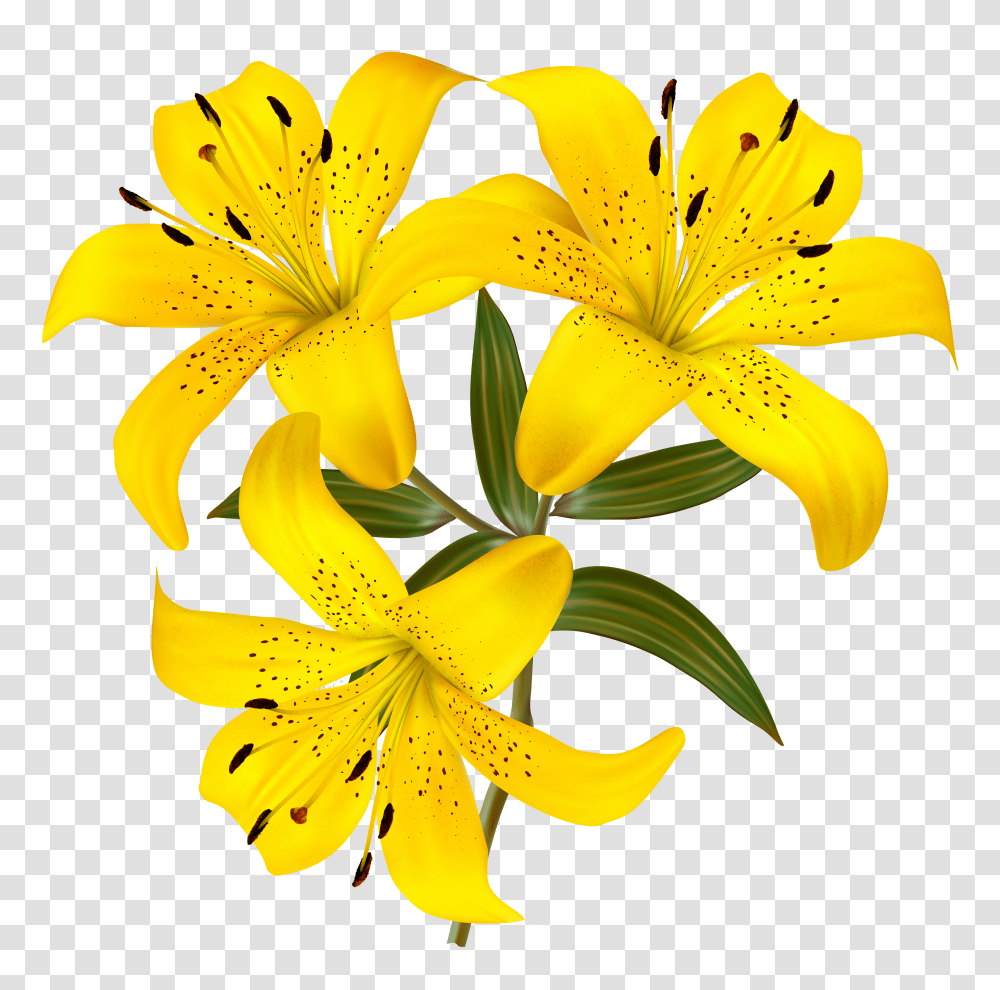 Yellow Lilies Clipart Transparent Png