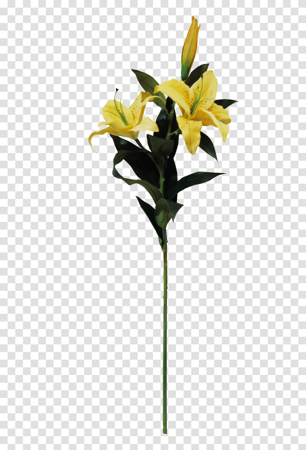 Yellow Lily Cartoon Free Download Vector, Plant, Flower, Blossom, Flower Arrangement Transparent Png