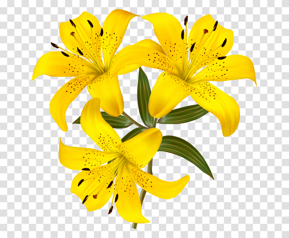 Yellow Lily Flower Clipart, Plant, Blossom, Banana, Fruit Transparent Png