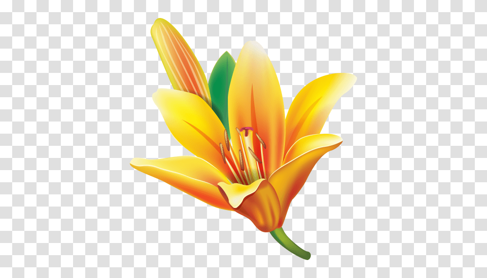 Yellow Lily Flower, Plant, Blossom, Banana, Fruit Transparent Png