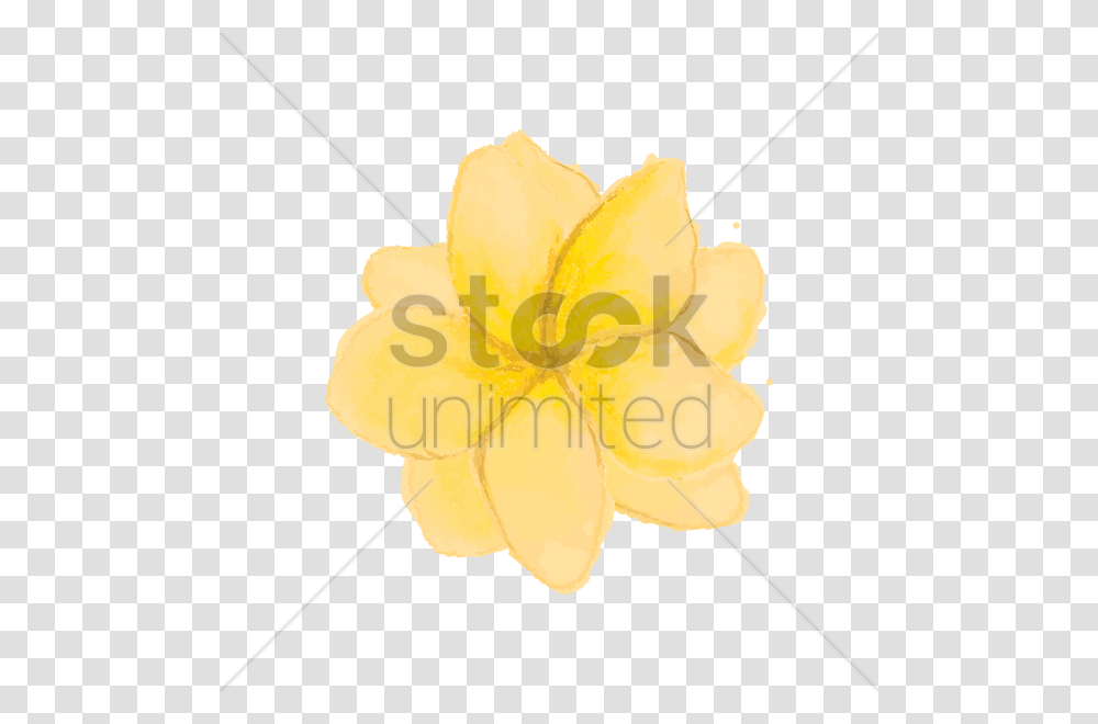 Yellow Magnolia Vector Image, Plant, Petal, Flower, Blossom Transparent Png