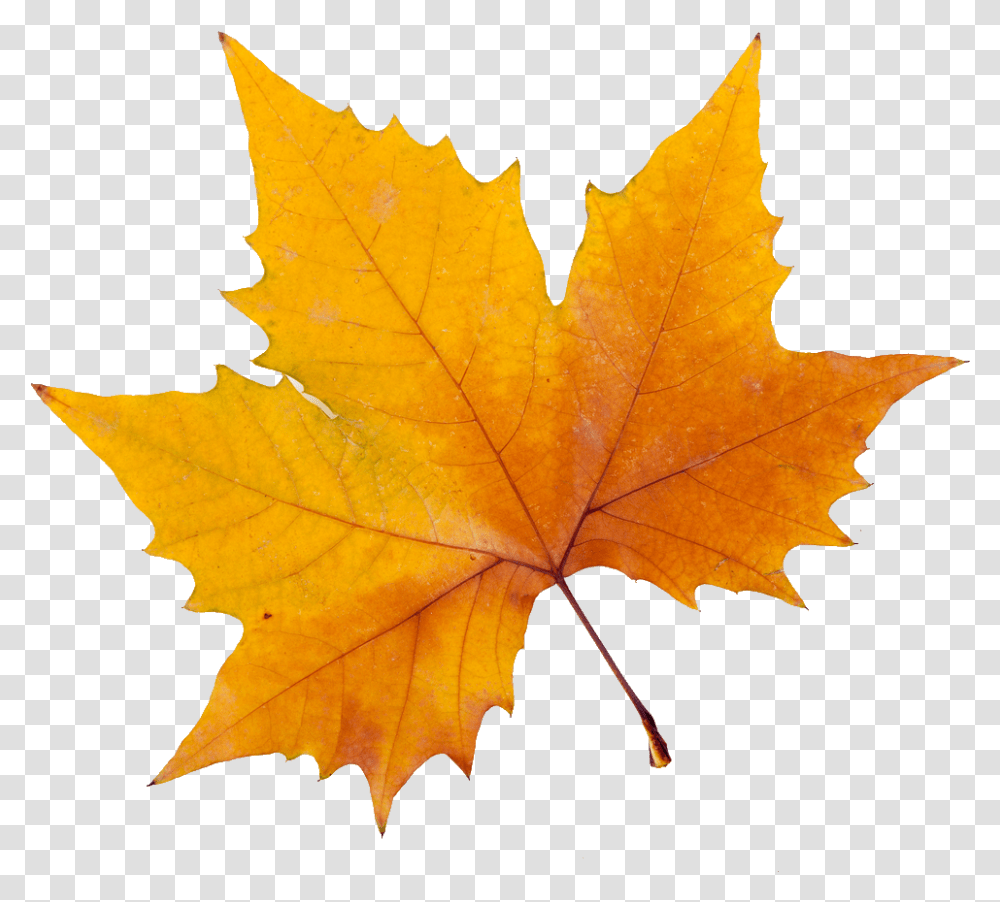 Yellow Maple Leaf, Plant, Tree, Person, Human Transparent Png