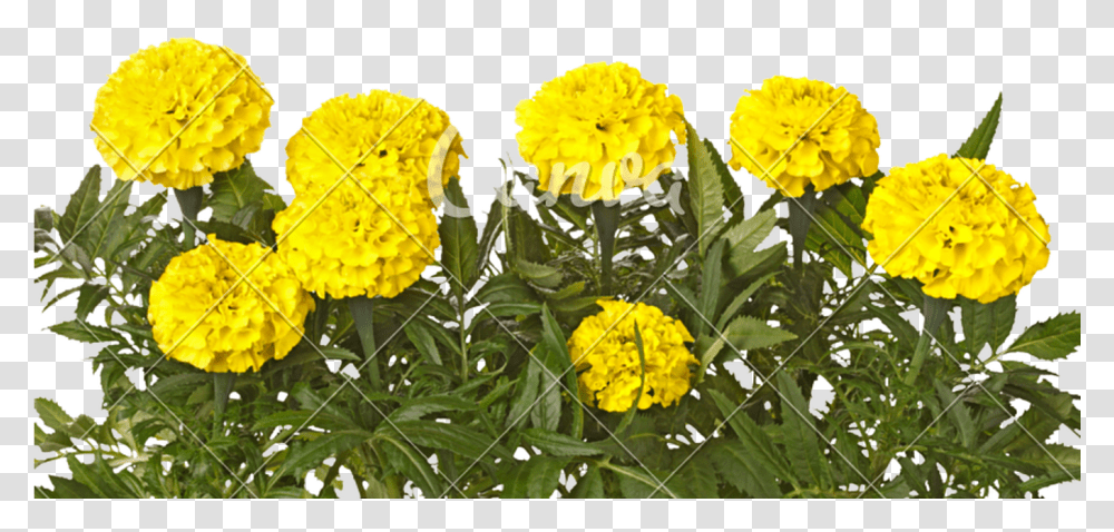 Yellow Marigold Flowers And Leaves Yellow Colour Marigold Flower, Plant, Potted Plant, Vase, Jar Transparent Png