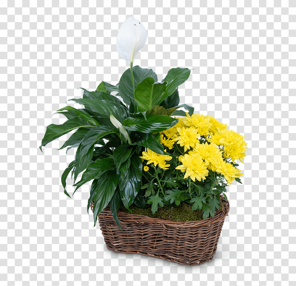 Yellow Mum Plant Grand Rapids Florist Green And Flower Logo, Blossom, Flower Arrangement, Flower Bouquet, Daisy Transparent Png