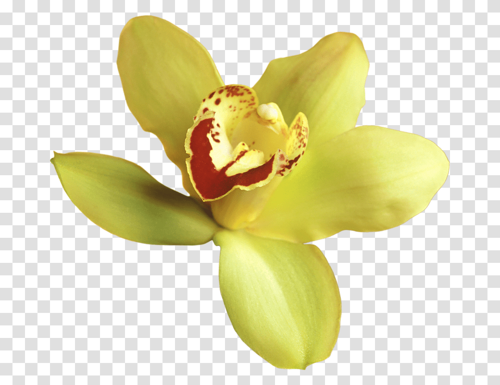Yellow Orchid Background, Plant, Flower, Blossom, Daffodil Transparent Png