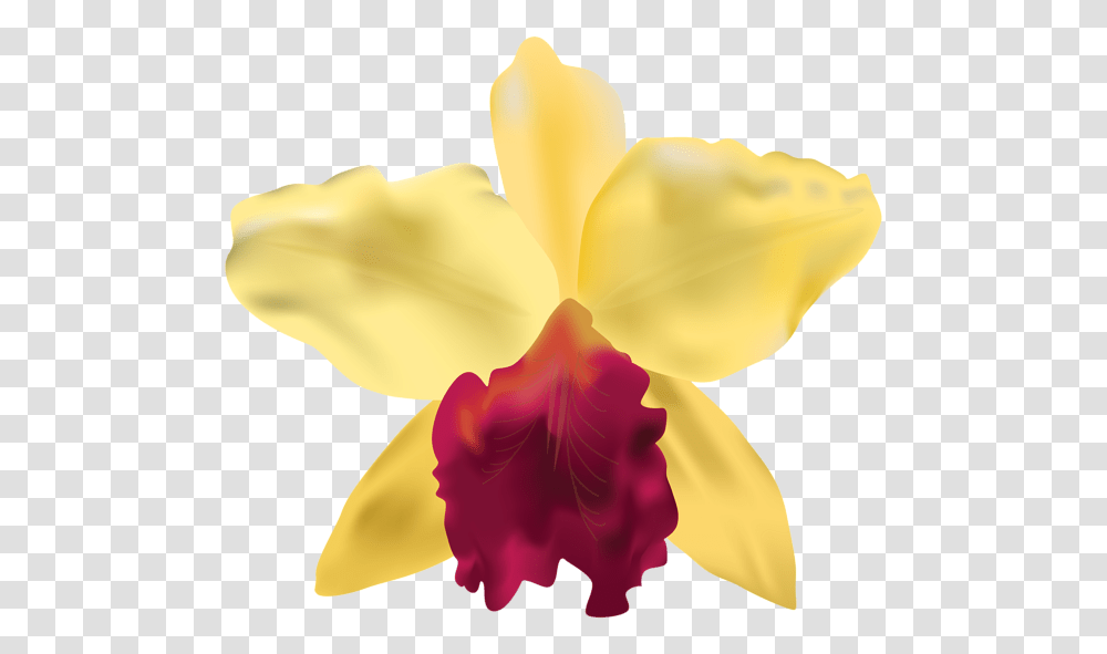 Yellow Orchid Clip Art, Plant, Flower, Blossom, Rose Transparent Png