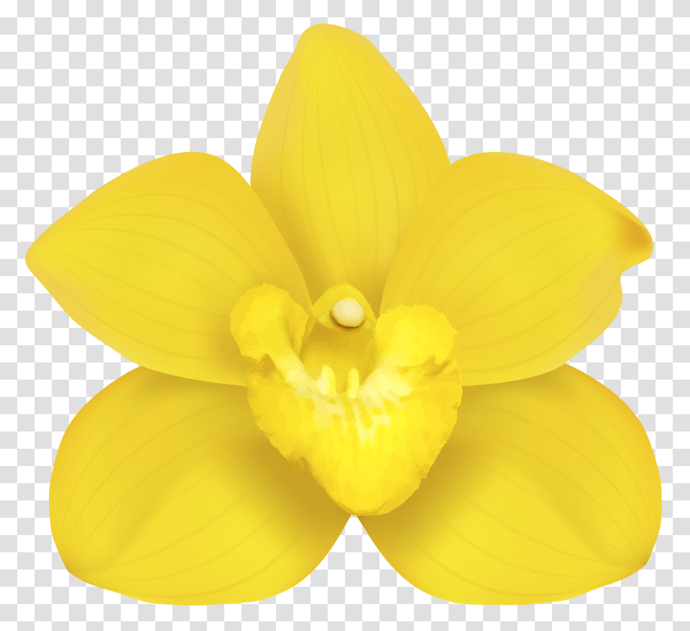 Yellow Orchid Clip, Plant, Flower, Blossom, Petal Transparent Png
