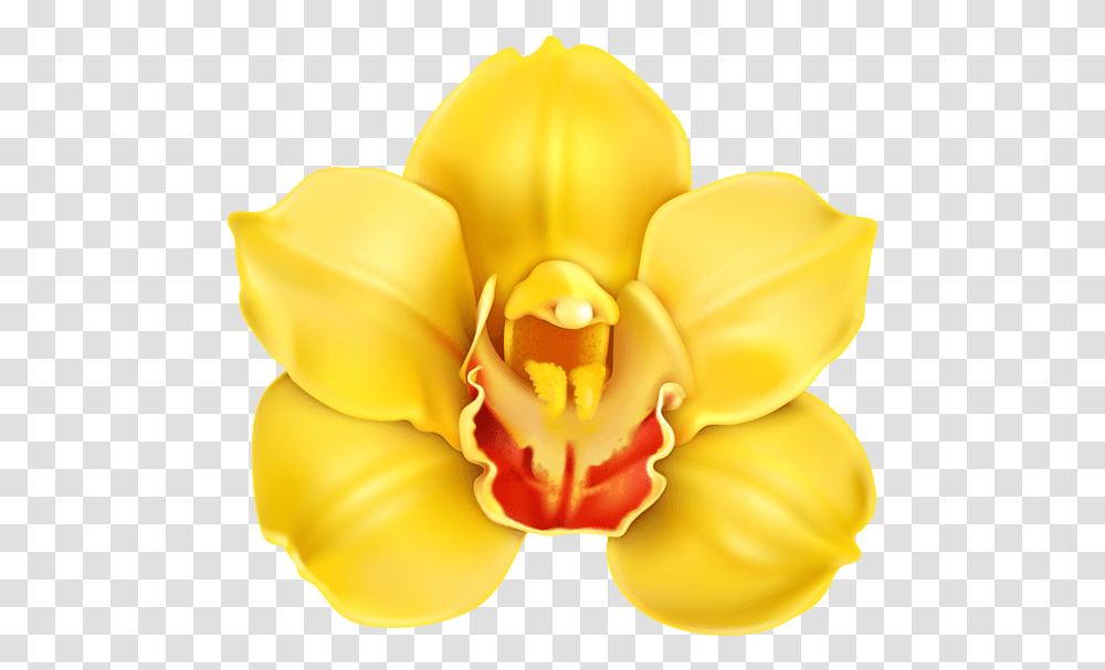Yellow Orchid Flower Clipart, Plant, Blossom, Petal Transparent Png