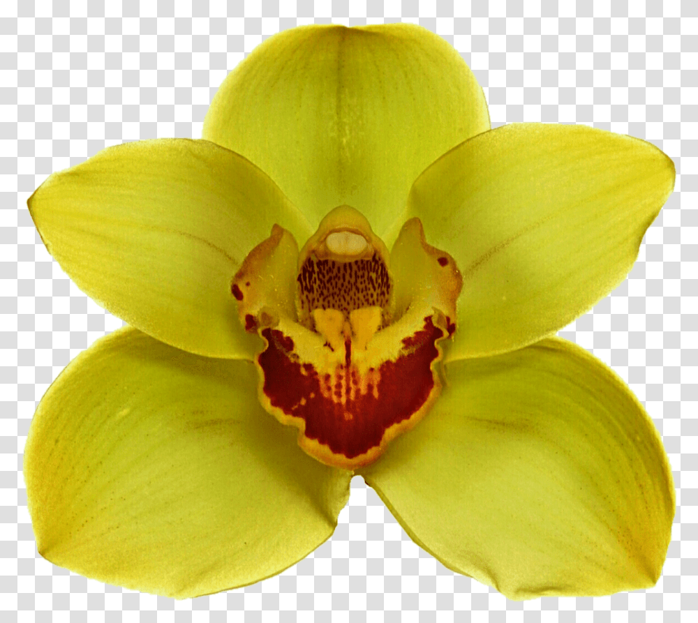 Yellow Orchid Jungle Flower, Plant, Blossom, Petal Transparent Png