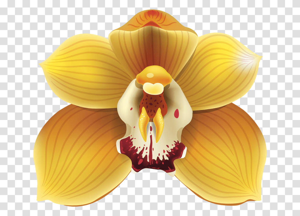 Yellow Orchids, Plant, Flower, Blossom, Fungus Transparent Png
