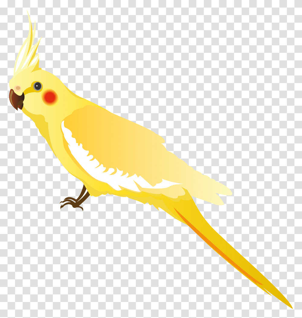 Yellow Parrot Clipart Yellow Parrot, Bird, Animal, Cockatoo, Canary Transparent Png