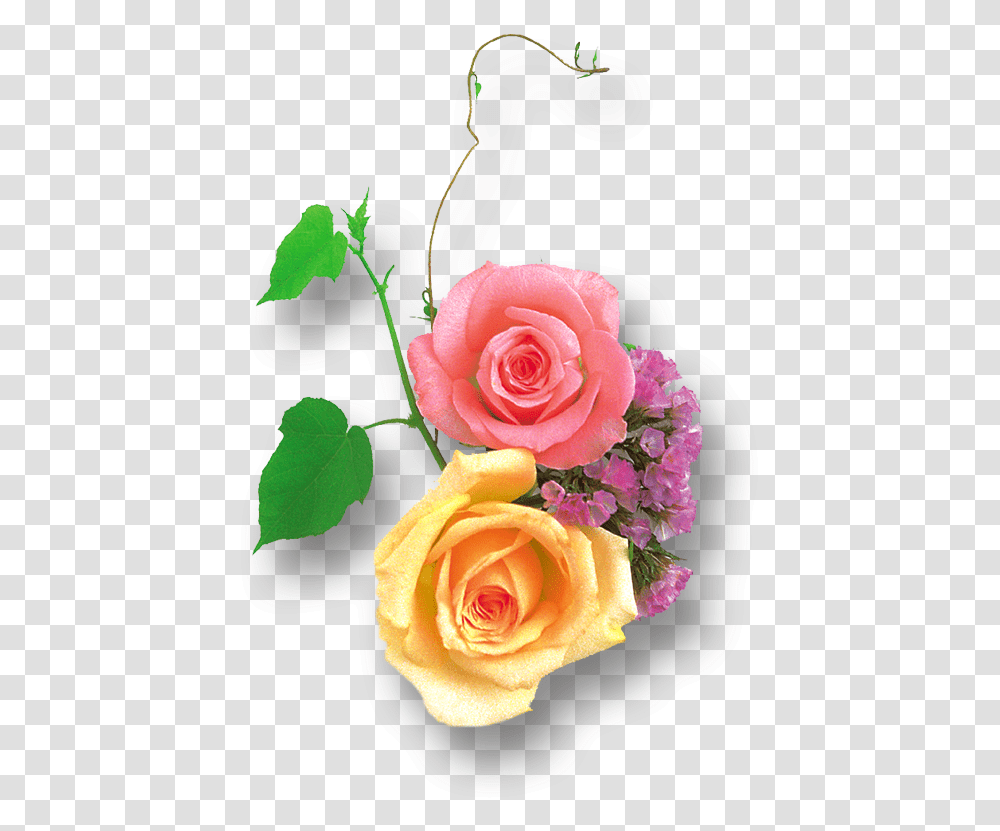 Yellow Pink Rose, Plant, Flower, Blossom, Flower Arrangement Transparent Png