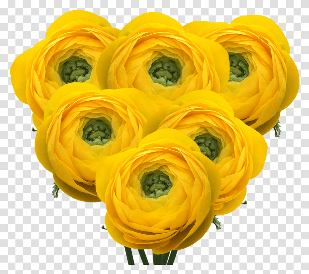 Yellow Ranunculus Flowers Wholesale Prices Artificial Flower, Plant, Rose, Blossom, Flower Arrangement Transparent Png